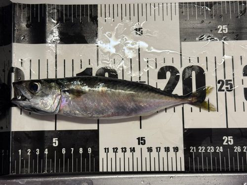 サバの釣果