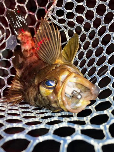 メバルの釣果