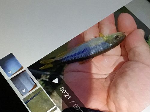 カワムツの釣果