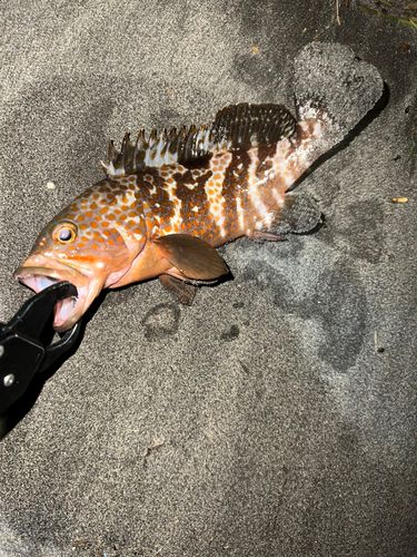 キジハタの釣果