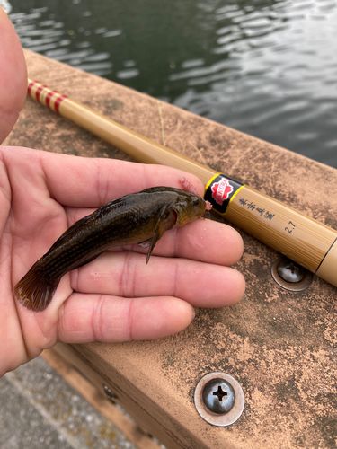 ヌマチチブの釣果