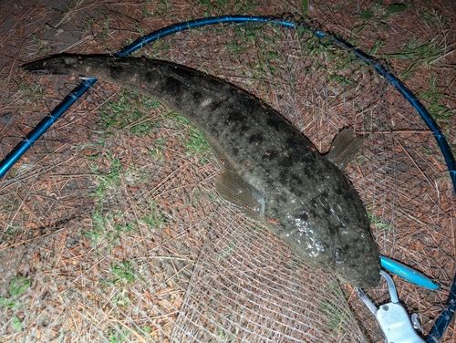 マゴチの釣果