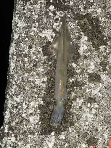 ヤリイカの釣果