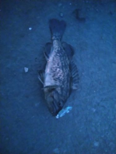 クロソイの釣果