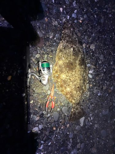ヒラメの釣果