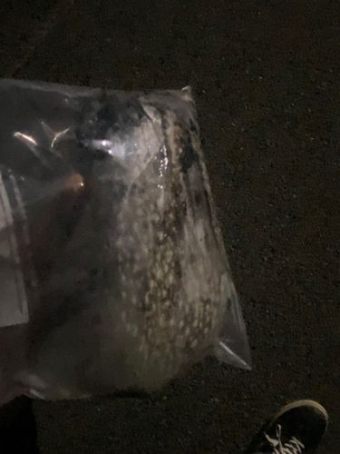 シリヤケイカの釣果
