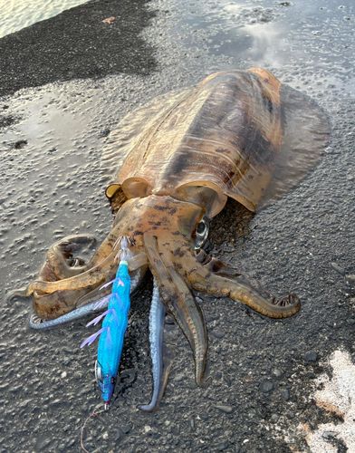 アオリイカの釣果