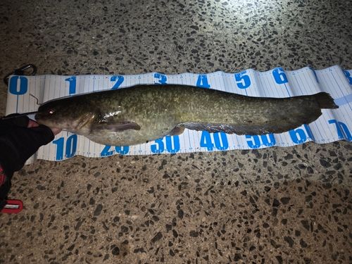 ナマズの釣果