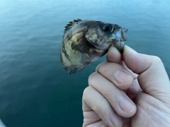 シロメバルの釣果