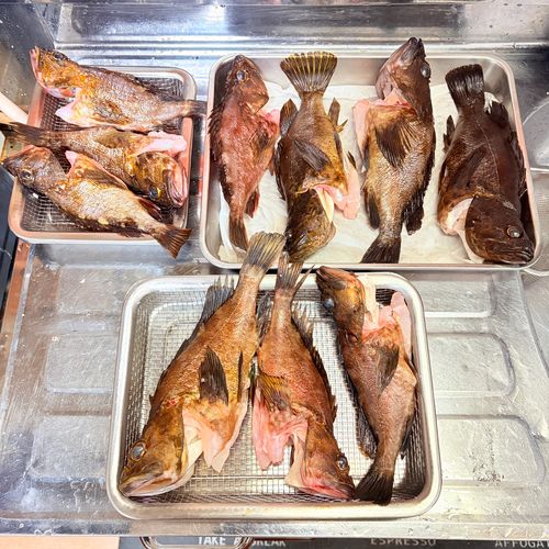 ベッコウゾイの釣果