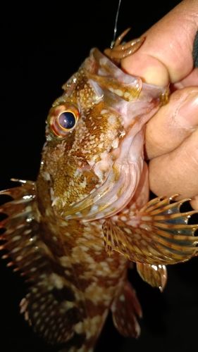 アコウの釣果