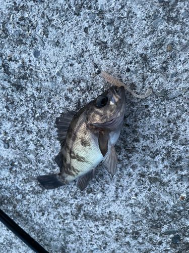 シロメバルの釣果