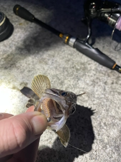 ソイの釣果