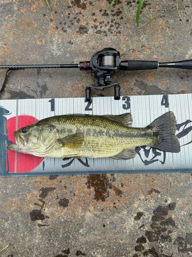 ラージマウスバスの釣果