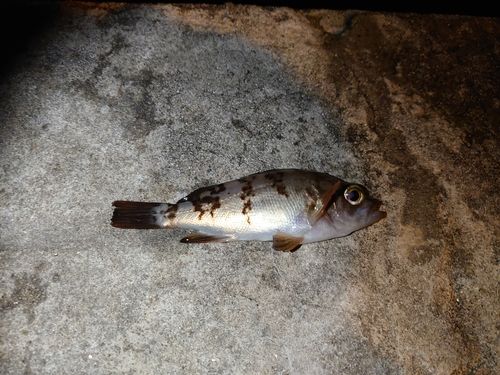 メバルの釣果