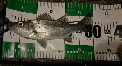 セイゴ（ヒラスズキ）の釣果