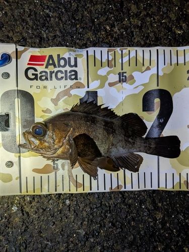 メバルの釣果
