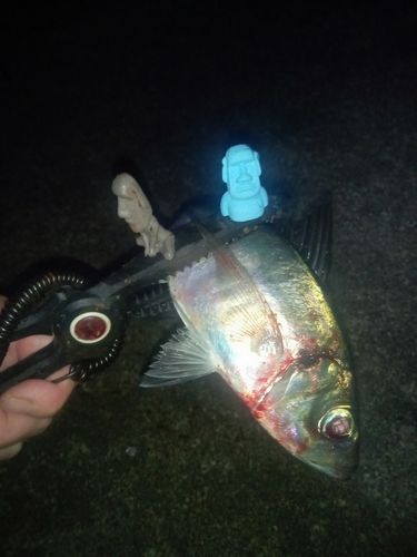 マアジの釣果