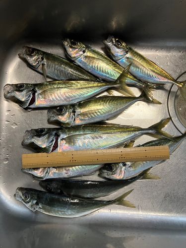 アジの釣果