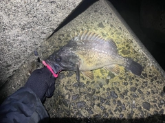 クロソイの釣果