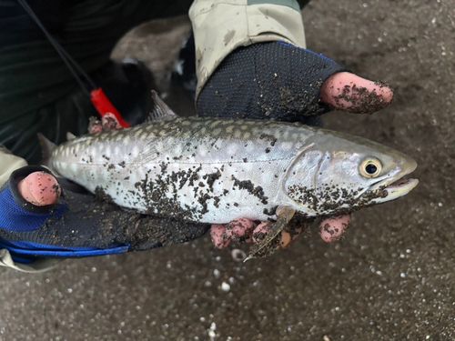 アメマスの釣果