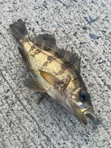 メバルの釣果