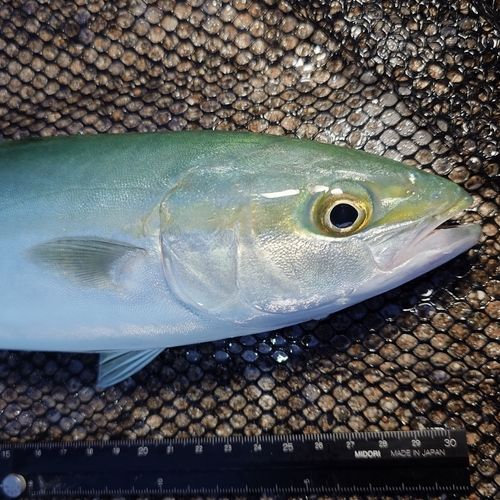 ツバイソの釣果