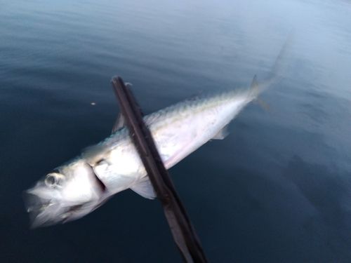 サバの釣果