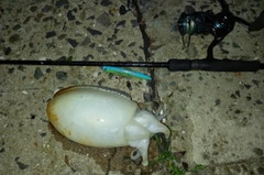 シリヤケイカの釣果