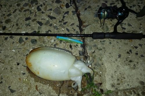 シリヤケイカの釣果