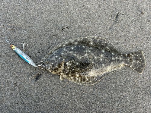 ソゲの釣果