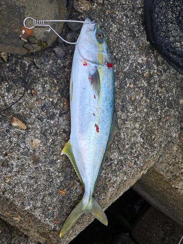 フクラギの釣果