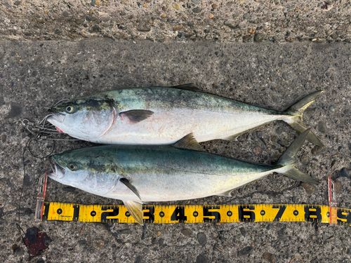 ブリの釣果