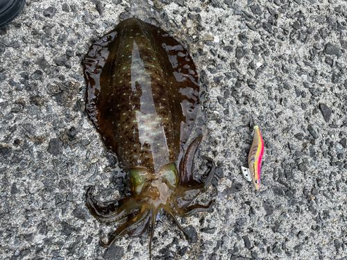 アオリイカの釣果