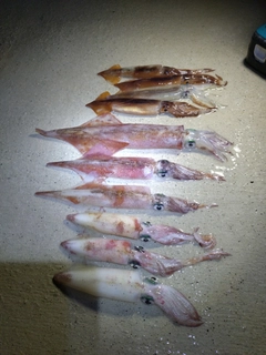 ヤリイカの釣果