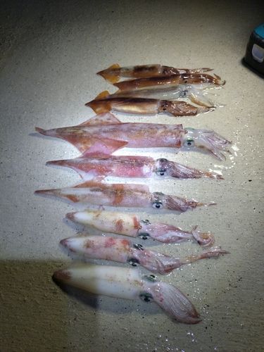 ヤリイカの釣果