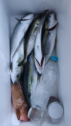 キジハタの釣果