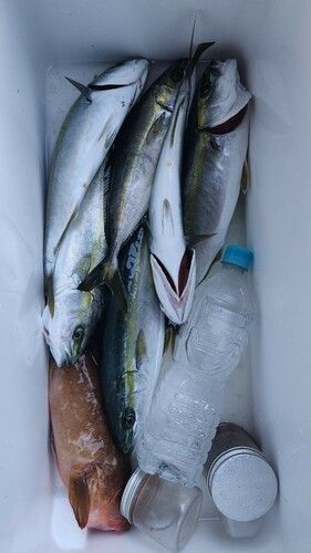 キジハタの釣果
