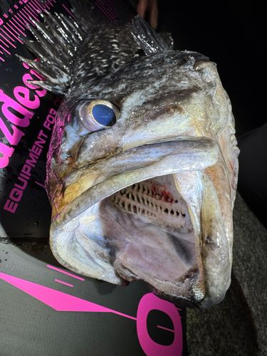クロソイの釣果
