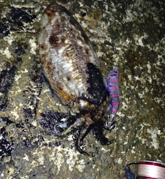 コウイカの釣果
