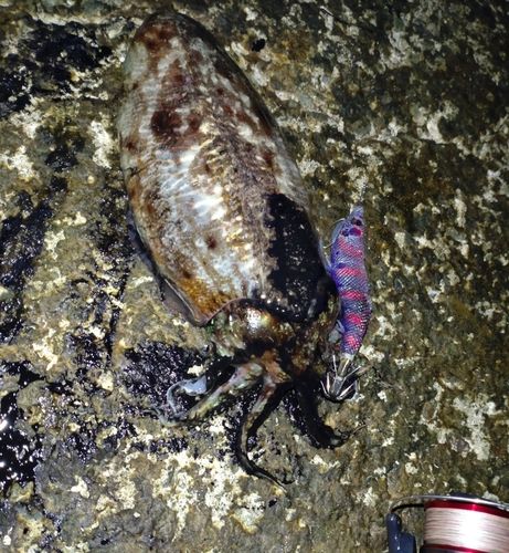コウイカの釣果