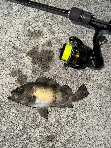 メバルの釣果