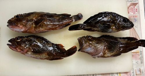 カサゴの釣果