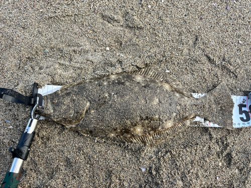 ヒラメの釣果