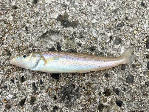 キスの釣果