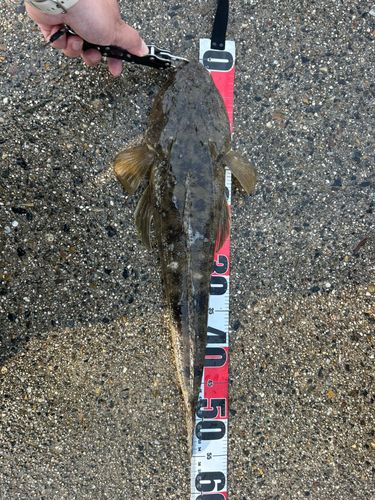 マゴチの釣果