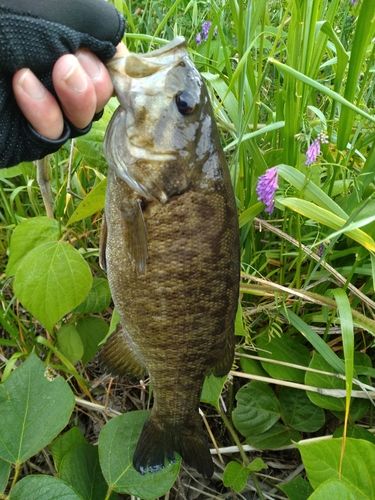 スモールマウスバスの釣果