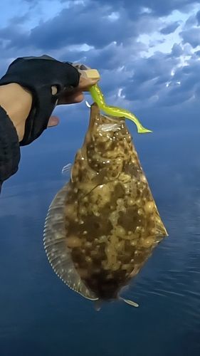 ソゲの釣果
