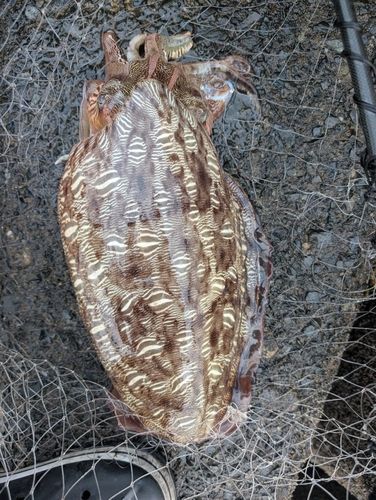 モンゴウイカの釣果