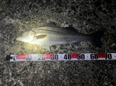 ヒラスズキの釣果
